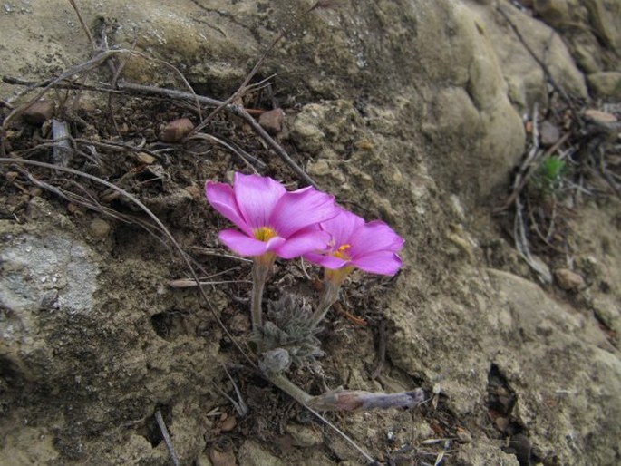 Oxalis hirta