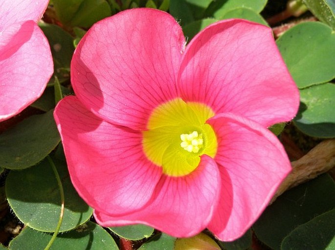 Oxalis purpurea