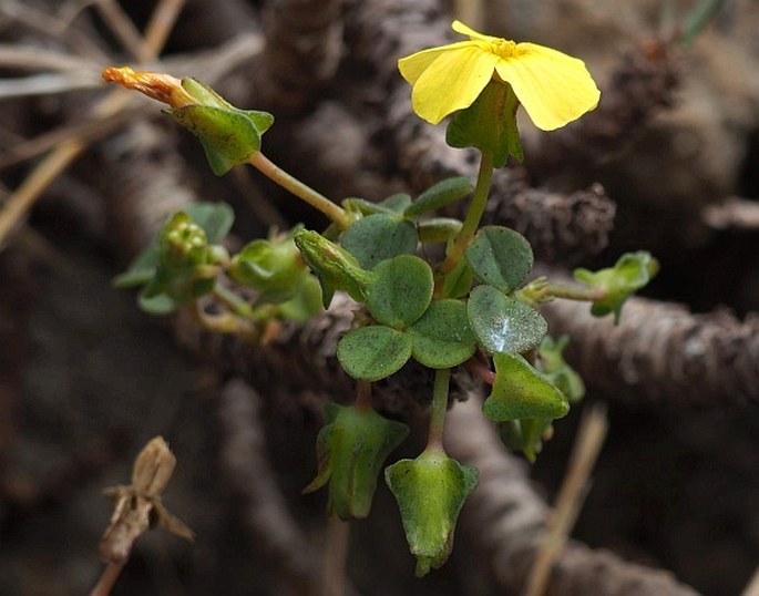 Oxalis megalorrhiza