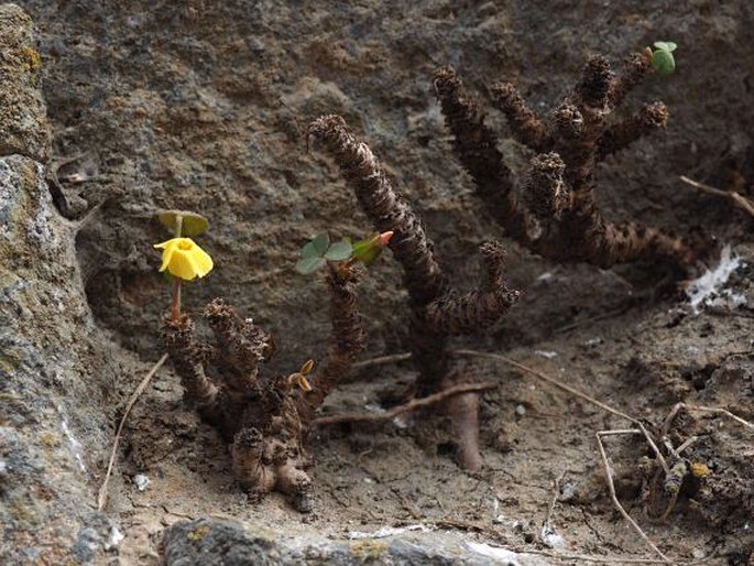 Oxalis megalorrhiza