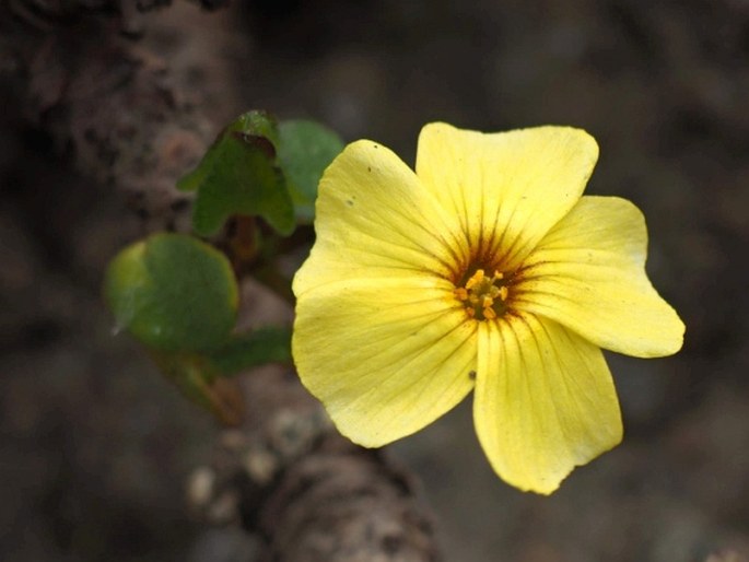 Oxalis megalorrhiza