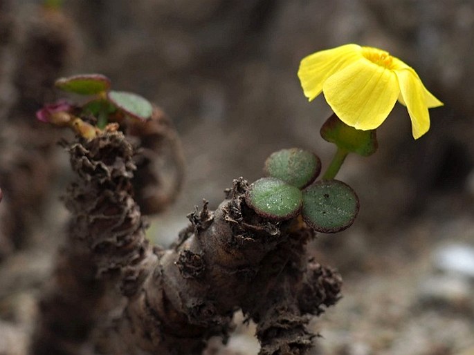 Oxalis megalorrhiza