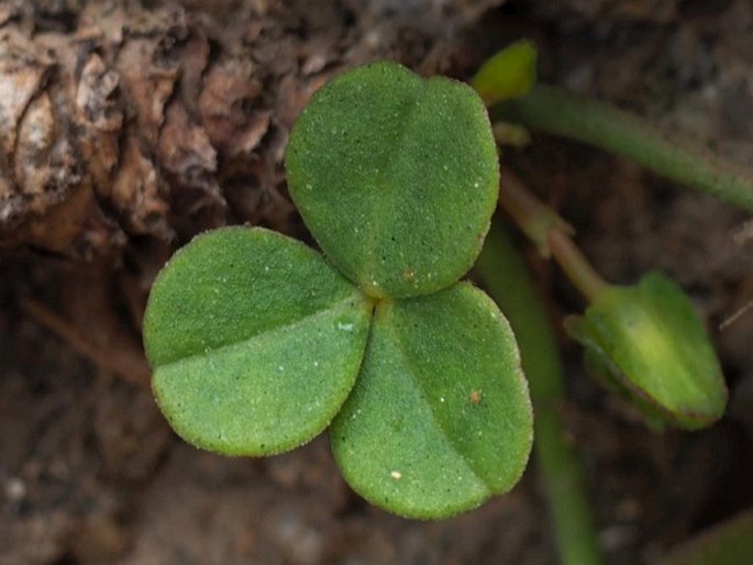 Oxalis megalorrhiza