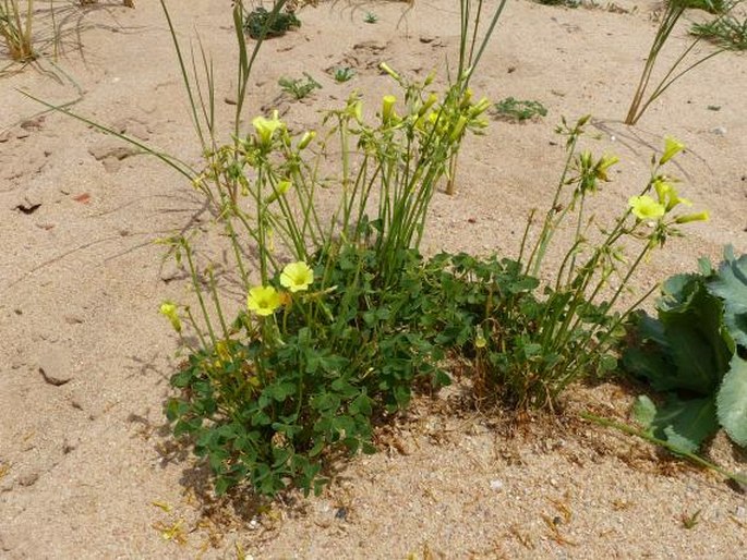 Oxalis pes-caprae