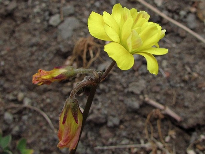 Oxalis pes-caprae f. pleniflora