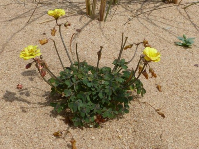 Oxalis pes-caprae f. pleniflora