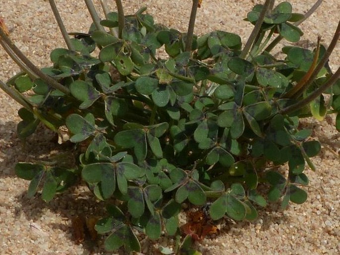 Oxalis pes-caprae f. pleniflora