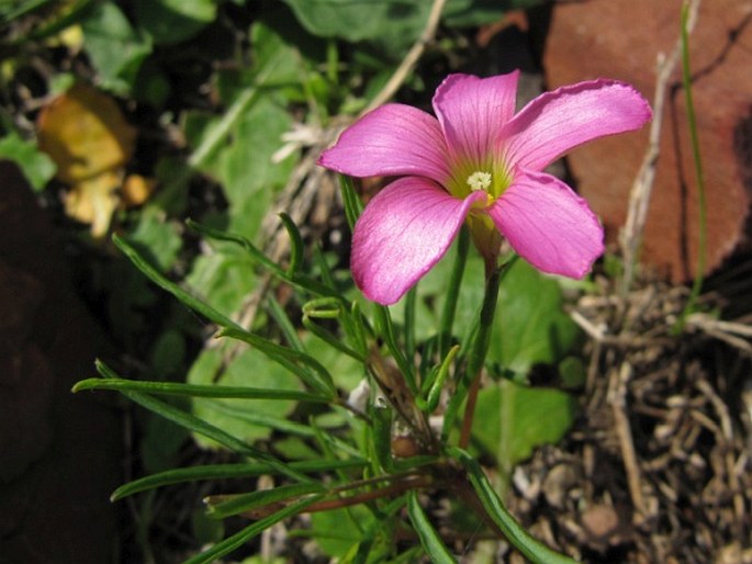 Oxalis polyphylla