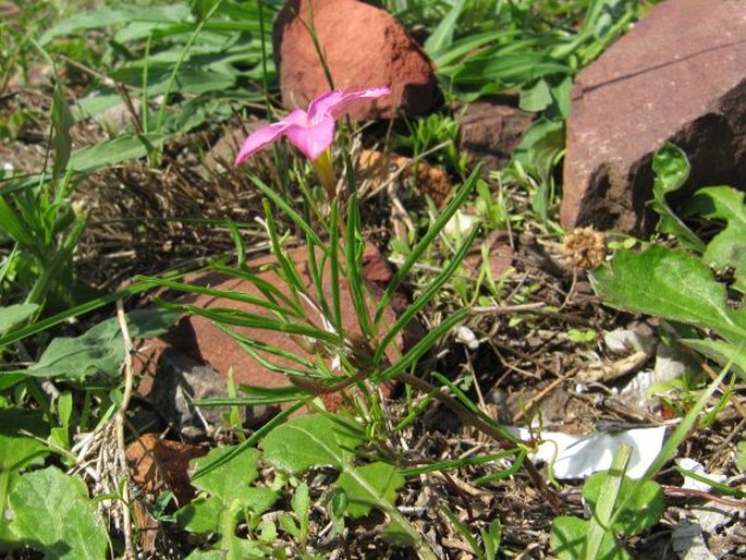 Oxalis polyphylla