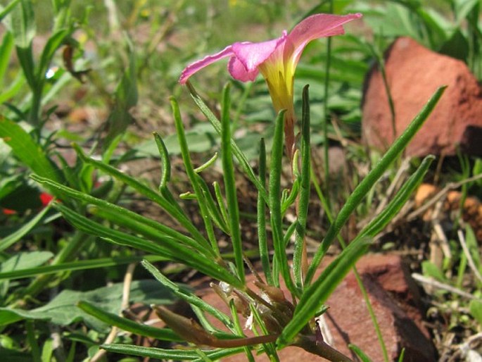 Oxalis polyphylla