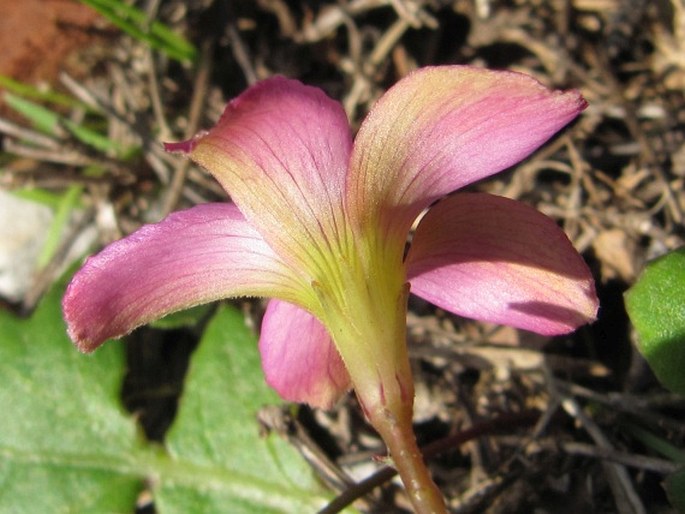 Oxalis polyphylla