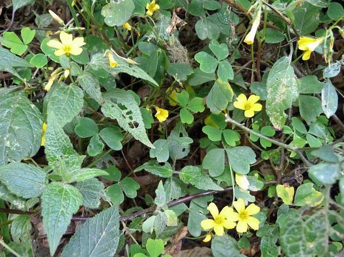 Oxalis spiralis