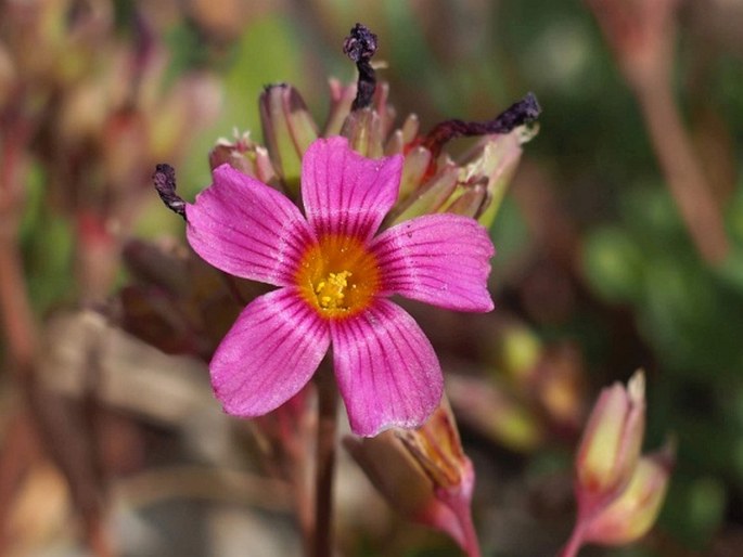 Oxalis squamata