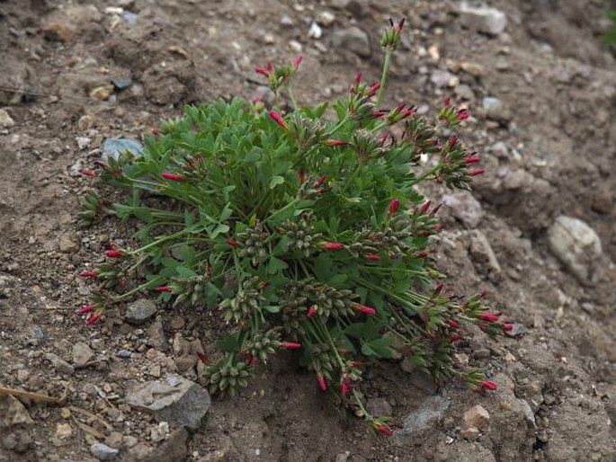 Oxalis squamata