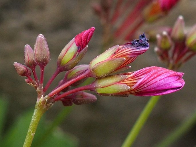 Oxalis squamata