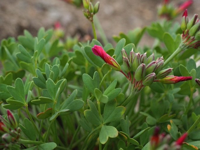 Oxalis squamata