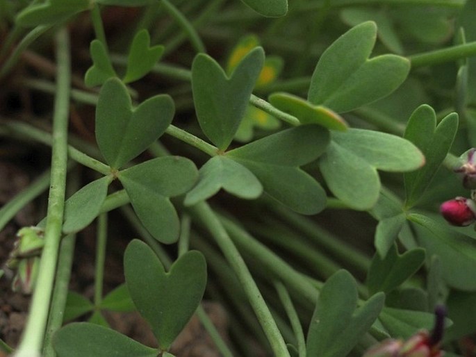 Oxalis squamata