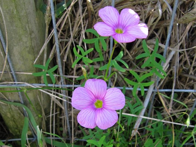 Oxalis stellata