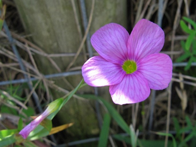 Oxalis stellata