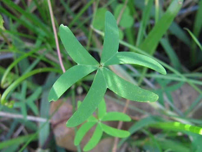 Oxalis stellata