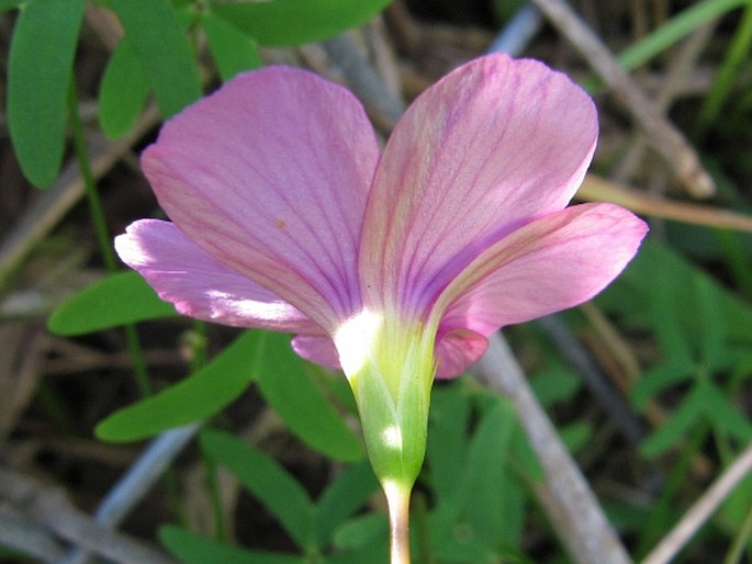 Oxalis stellata