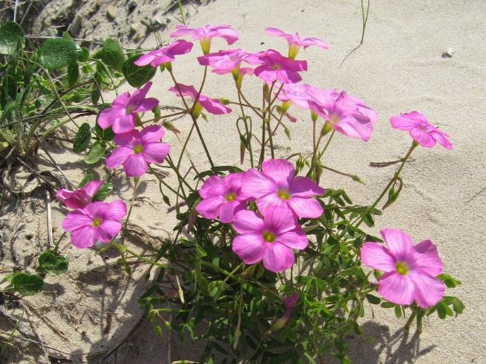 Oxalis stellata