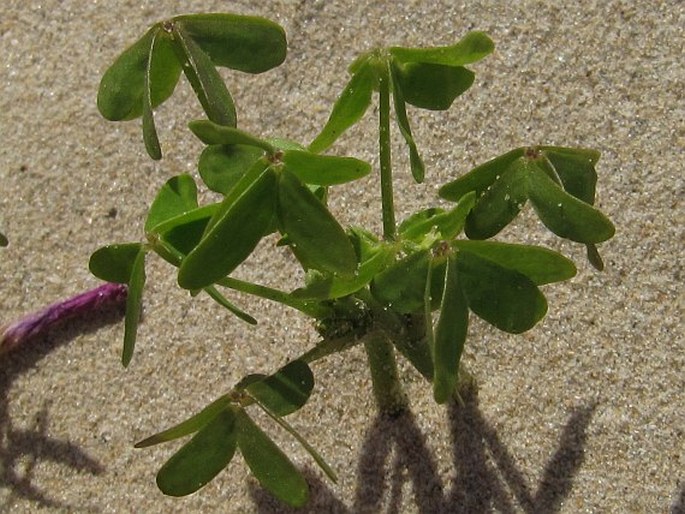 Oxalis stellata