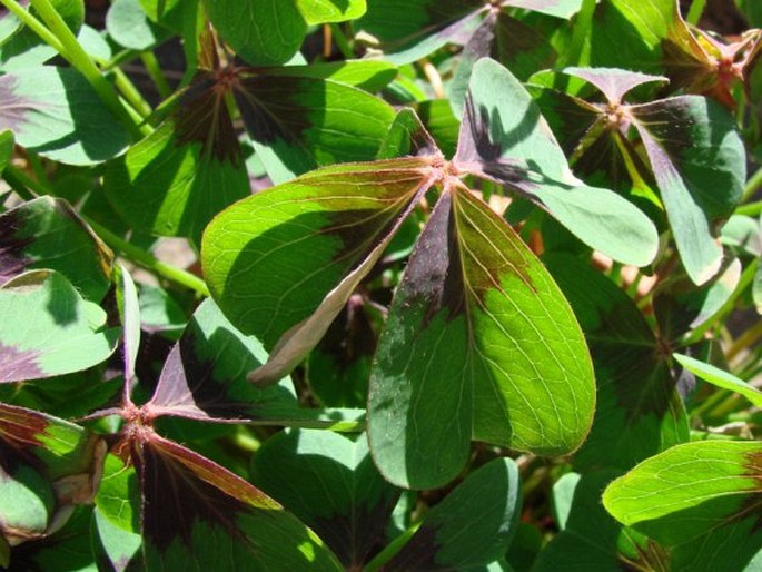 Oxalis tetraphylla