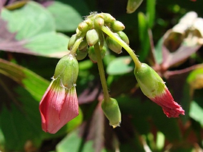 Oxalis tetraphylla