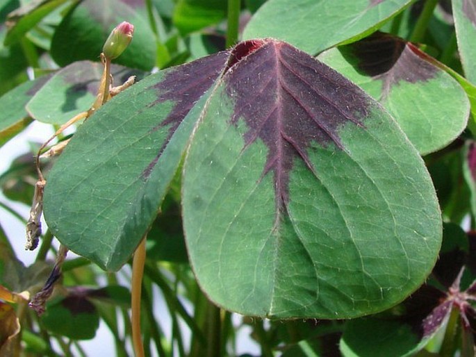 Oxalis tetraphylla