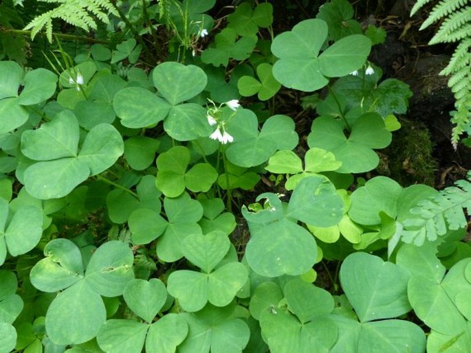 Oxalis trilliifolia