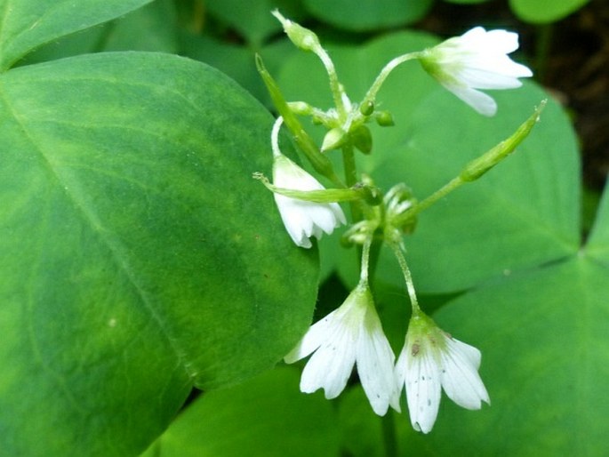 Oxalis trilliifolia