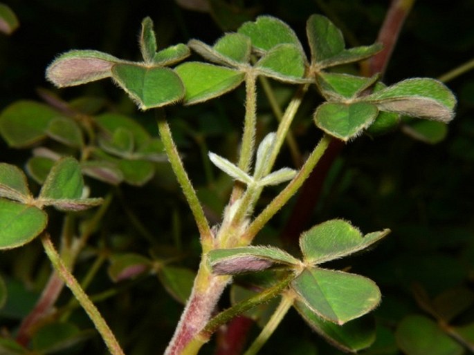 Oxalis tuberosa