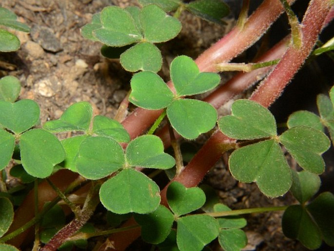 Oxalis tuberosa