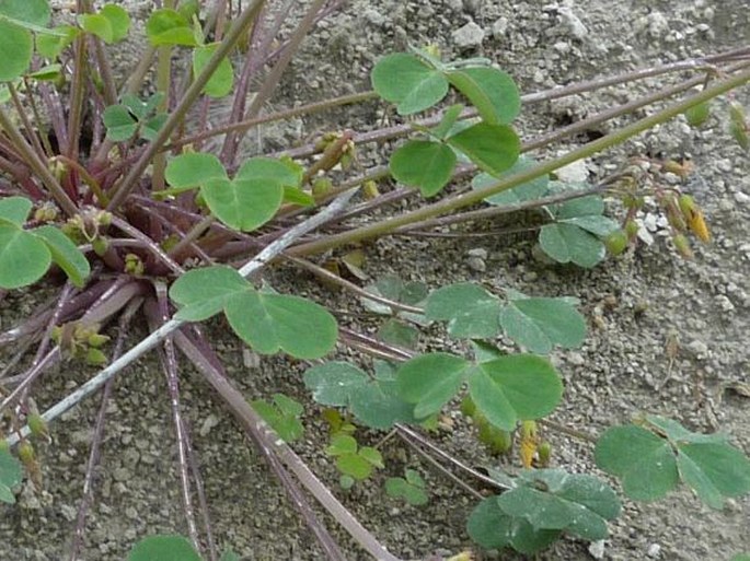 Oxalis valdiviensis