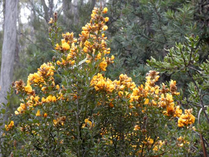 Oxylobium ellipticum