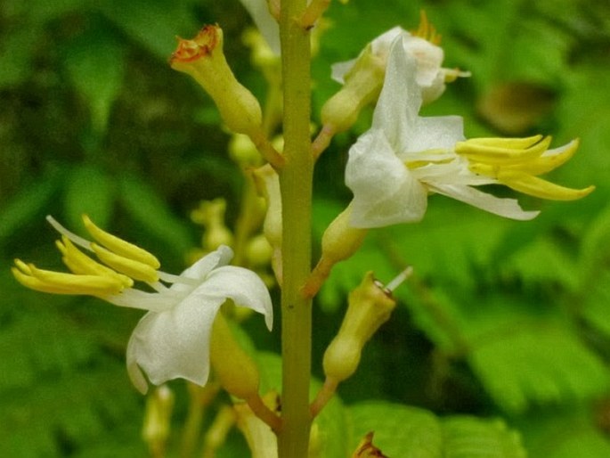 Oxyspora racemosa