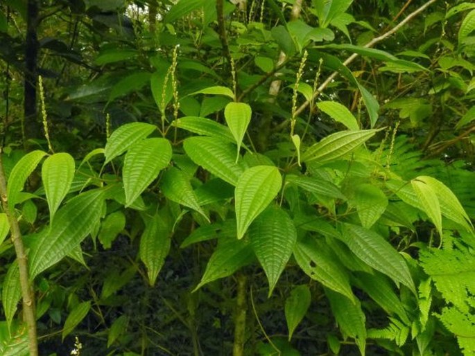 Oxyspora racemosa