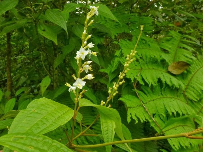 Oxyspora racemosa