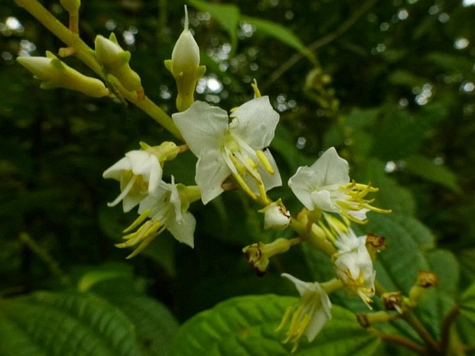 OXYSPORA RACEMOSA Ridl.