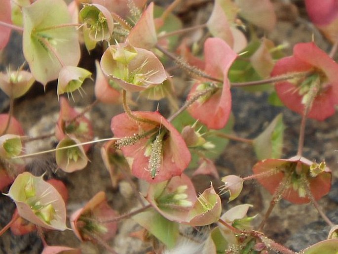 Oxytheca perfoliata