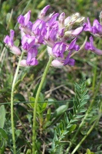 Oxytropis viscida