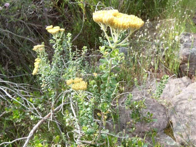 Ozothamnus obcordatus