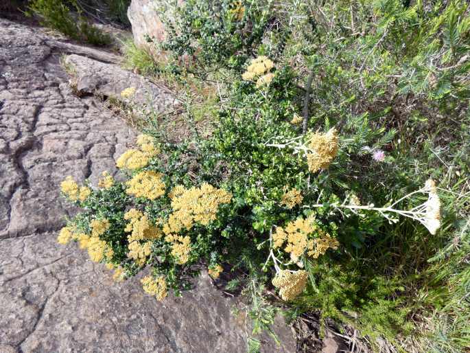 Ozothamnus obcordatus