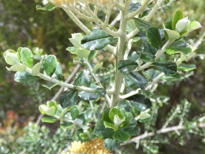 Ozothamnus obcordatus