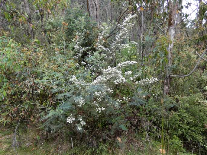 Ozothamnus thyrsoideus