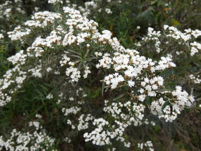 Ozothamnus thyrsoideus