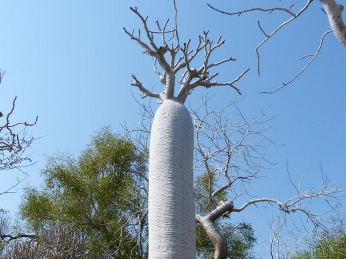 Pachypodium geayi