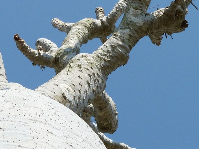 Pachypodium geayi