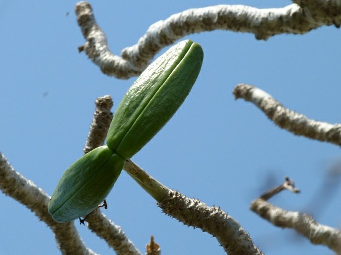 Pachypodium geayi